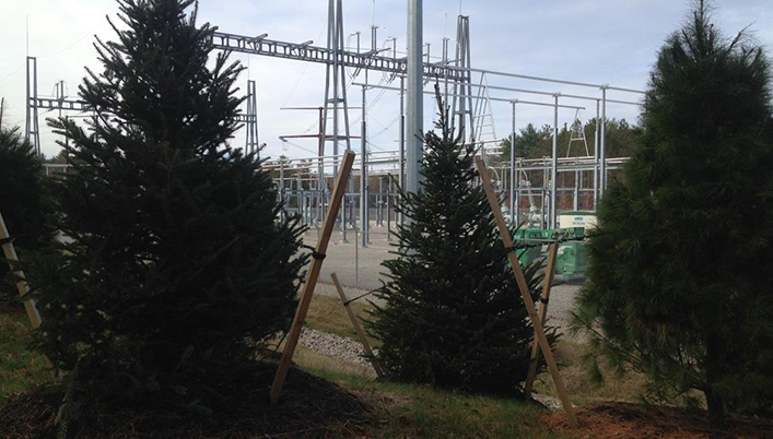 pine tress in front of a substation